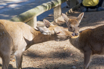 A buddy of mine in Nara Park.