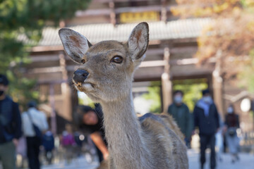 Deer in front of Todaiji Temple in Nara Park, which is crowded with tourists
