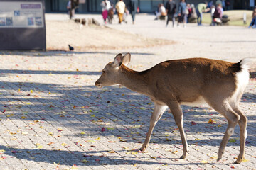 Deer walking through Nara Park on November 15, 2020 as tourists crowd the park.