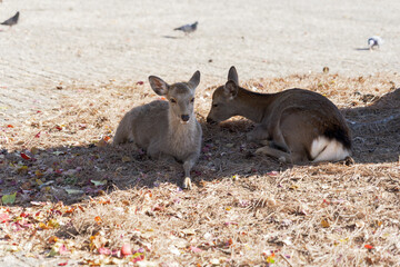 Two deer relaxing in the shade of a tree in Nara Park