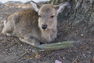 Deer relaxing in the shade of a tree in Nara Park