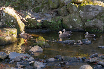 A family of ducks swimming in an autumn stream