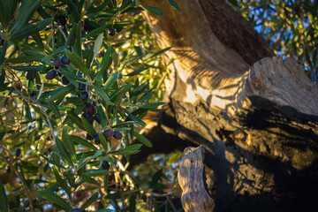 An olive tree struck by lightning but still kicking! Southern Italy
