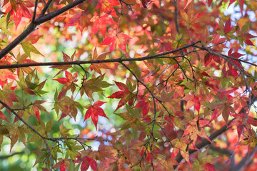 Autumn, autumn leaves glistening in the evening light