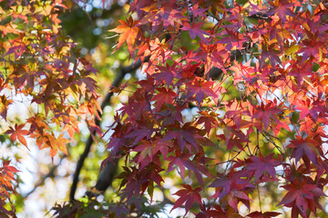 Autumn, autumn leaves glistening in the evening light