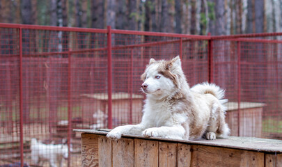 Siberian husky dog lying on a wooden house. The dog is lying, bored.