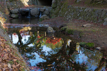 A maple tree reflecting in a pond in a Japanese garden