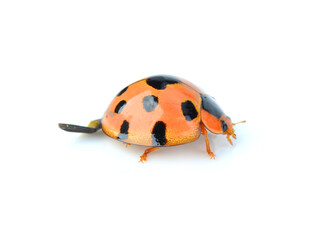 Fototapeta premium ladybug isolated on white background.