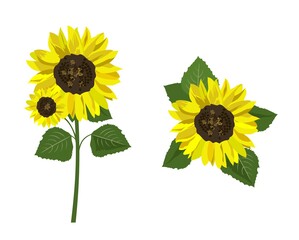Botanical floral illustration, sunflowers isolated on white background for card template, book, menu, label, bag, t shirt