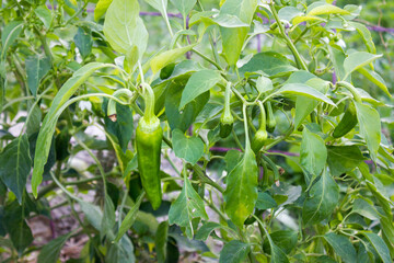 Friggitelli, typical kind of pepper from Southern Italy.  Not spicy, it is fried and eaten with fried tomatoes.