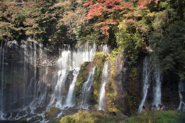 Japanese people have appreciated the beauty of fall foliage since ancient times.