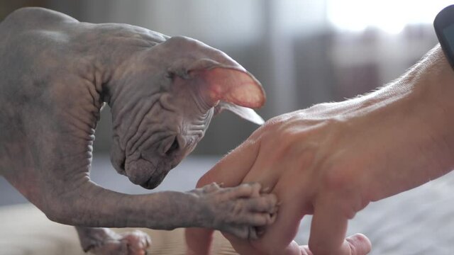 Grey Sphinx kitten plays with the owner's finger. Cat sitting on a cardboard scratching post. Concept: animal games.