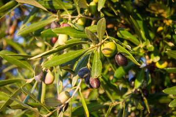 Olive trees and branches at sunset, Southern Italy, autumn