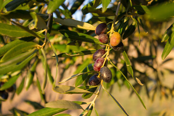 Olive trees and branches at sunset, Southern Italy, autumn