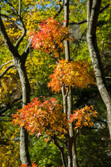 紅葉