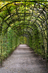 Fine garden architecture of a green, natural plant tunnel