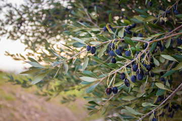 Olive trees and branches at sunset, Southern Italy, autumn