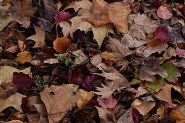 Colorful of autumnal leaves