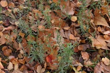 Autumn leaves