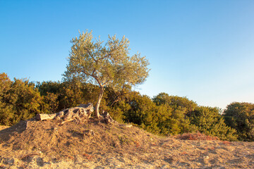 Century-old olive trees in Apulia at sunset, Italy