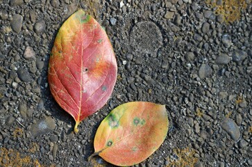 秋　紅葉　柿の葉　石ベンチ