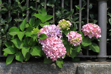  fiori e cespuglio di orchidee, orchid flowers
