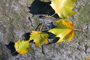 秋の森　かえで紅葉　石ベンチ　風景