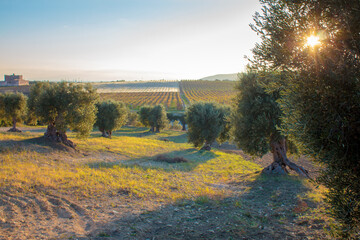 Century-old olive trees in Apulia at sunset, Italy
