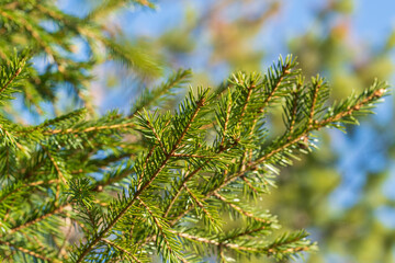 Natural evergreen branches with needles of Xmas tree in pine forest. Close-up view of fir branches ready for festive decoration for Happy New Year and Christmas, decorate holiday winter season designs
