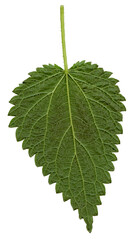 Nettle leaf on the inside with stinging stings on a white isolated background