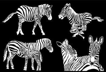 Fototapeta na wymiar Vector set of zebras isolated on black background, illustration for printing