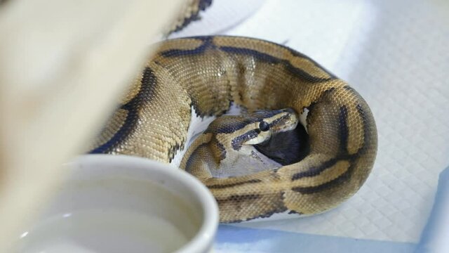 Snake eating a mouse, ball python eats a mouse, rat snake that subdues its prey by constriction. close up feeding. (Exotic Pet)