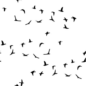 Seamless pattern flock of flying birds isolated on white background. Vector
