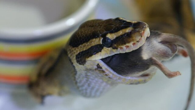 Snake eating a mouse, ball python eats a mouse, rat snake that subdues its prey by constriction. close up feeding. (Exotic Pet)