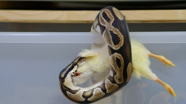 Snake eating a mouse, ball python eats a mouse, rat snake that subdues its prey by constriction. close up feeding. (Exotic Pet)