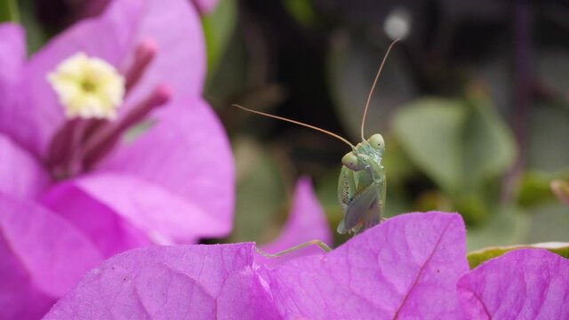 Praying mantis grooming legs on purple flower. Macro locked off