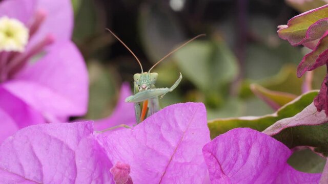 Funny praying mantis nibbles and licks spiky legs. Macro locked off