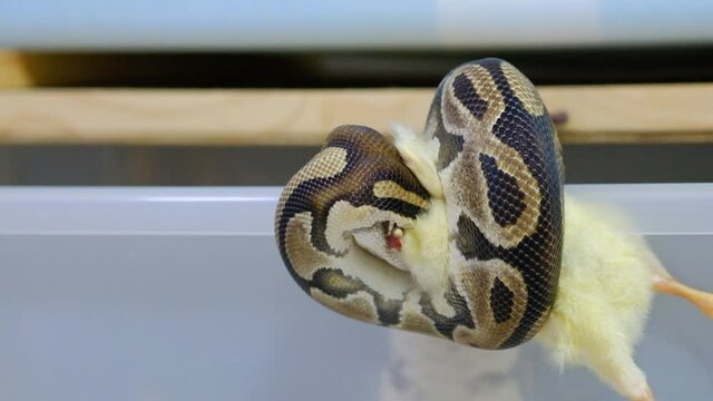 Snake eating a mouse, ball python eats a mouse, rat snake that subdues its prey by constriction. close up feeding. (Exotic Pet)