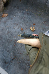 Unrecognizable person holding two different gourds outdoor. Top view.