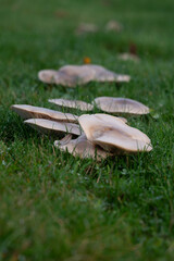 Cluster of grey and white mushrooms on a wet green grass lawn