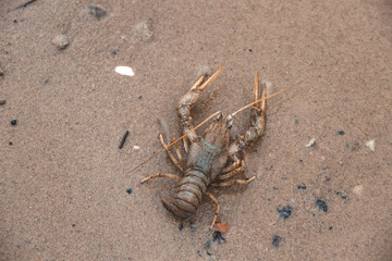 Big crayfish crawling on the sand