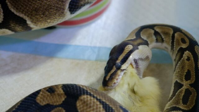 Snake eating a mouse, ball python eats a mouse, rat snake that subdues its prey by constriction. close up feeding. (Exotic Pet)