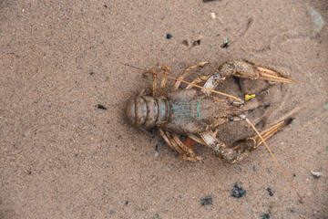 Big crayfish crawling on the sand