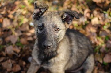 Cute red brown mix breed puppy. Mix shepherd dog in autumn