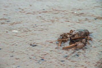 A large crayfish crawling on the sand from the water