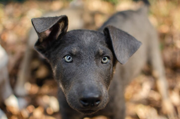 Cute gray tricolor mix breed puppy. Mix dog in autumn