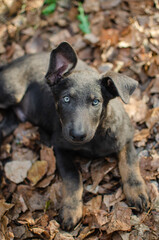 Cute gray tricolor mix breed puppy. Mix dog in autumn