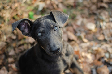 Cute gray tricolor mix breed puppy. Mix dog in autumn