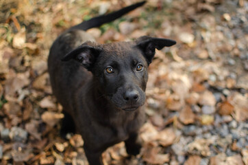 Cute black mix breed puppy. Spaniel mix dog in autumn