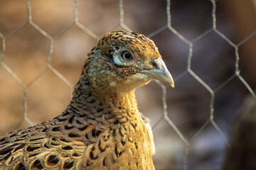 Cabeza de faisán hembra